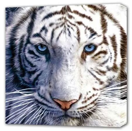 Unduh 970 Koleksi Gambar Harimau Macan Putih Terbaik Gratis